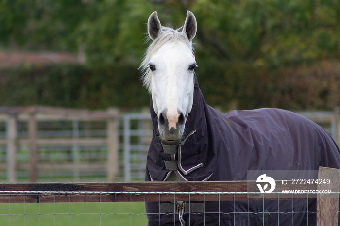 white horse portrait forward looking