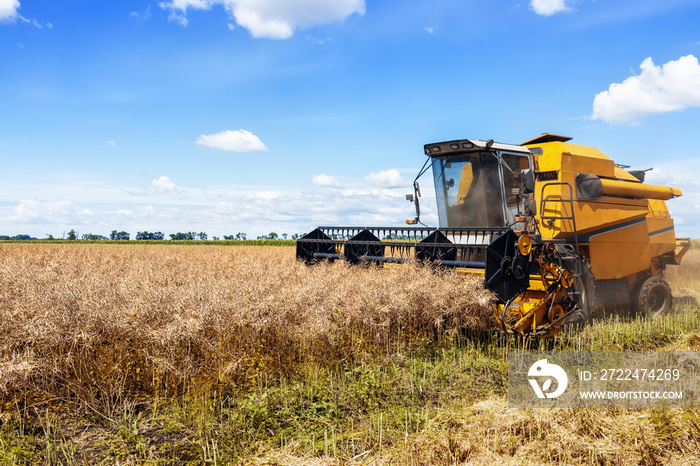 combine harvester cutting ripe rapeseed pods on field