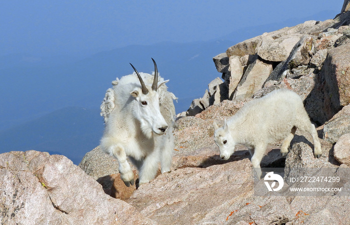 close up  of a  rocky mountain goat nanny and her kid  standing on  boulders on a sunny summer day on the summit of mount evans,  colorado