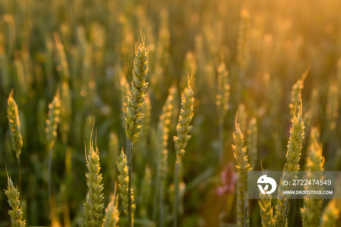 Green wheat against the background of Sunset. Beautiful summer landscape.