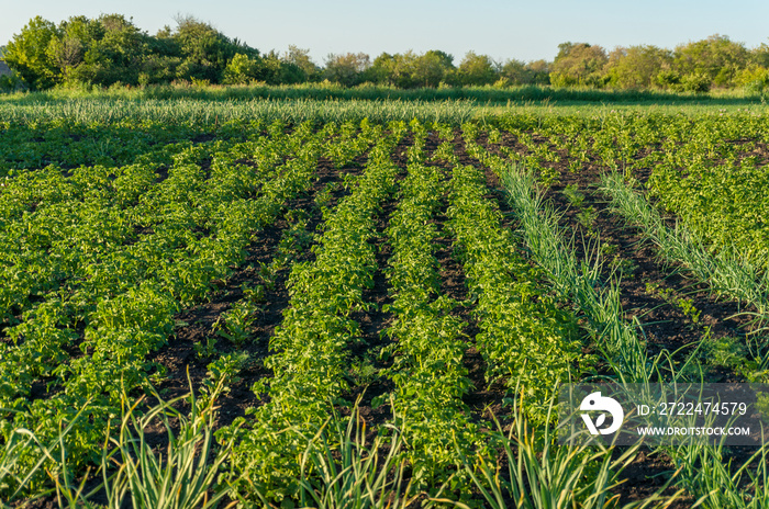 Vegetable patch with rows of growing potato plants and shallots