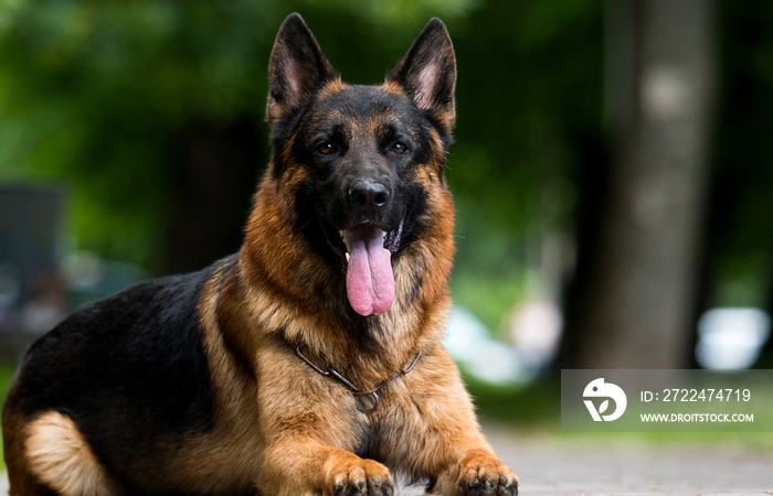 german shepherd dog lies in the park