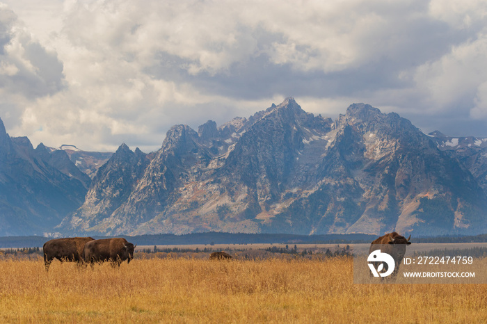 Bison in Fall in Wyoming