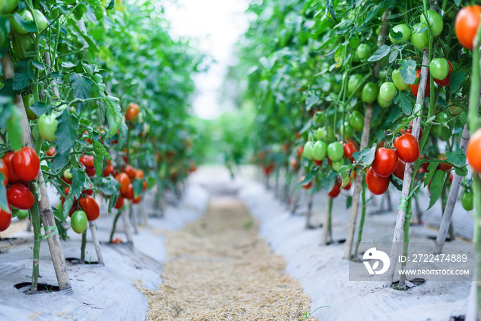 ripe red cherry tomatoes in green house farm