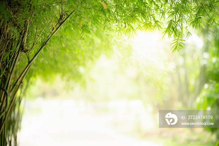 Nature of green leaf bamboo in garden at summer. Natural green leaves plants using as spring background cover page greenery environment ecology wallpaper