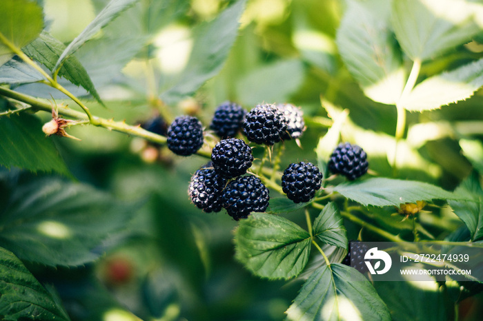 currant berries and blackberries in the bushes