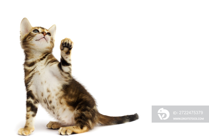 kitten on white background