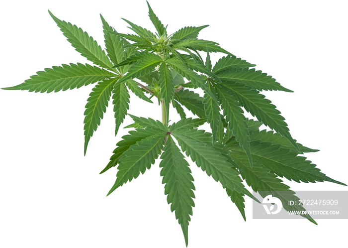 cannabis, hemp plant cut out on transparent background.