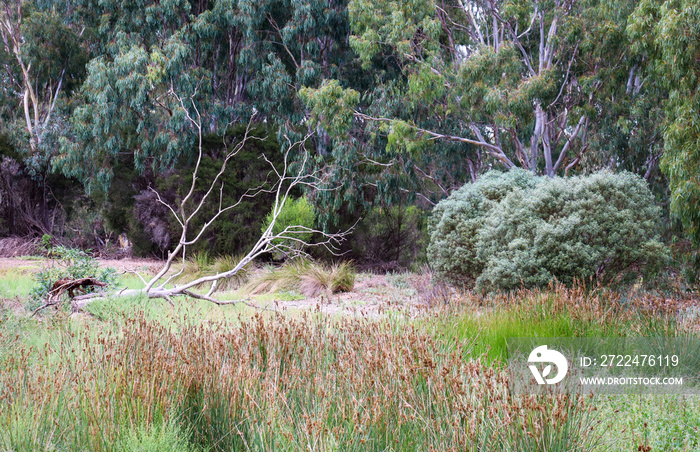 australian bushland and wetland landscape