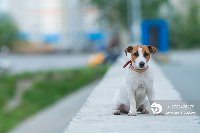 A frightened frightened puppy sits alone on a parapet. A sad little dog got lost on a street in the city. Funny Jack Russell Terrier lonely outdoors.