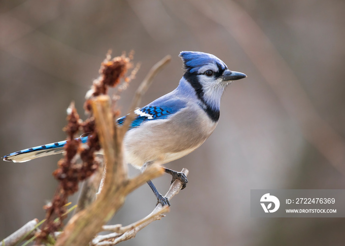 blue jay on branch