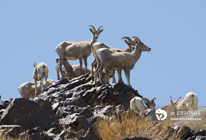 Desert Bighorn sheep, Ovis canadensis nelsoni, shown in the Mojave National Preserve, California, USA.