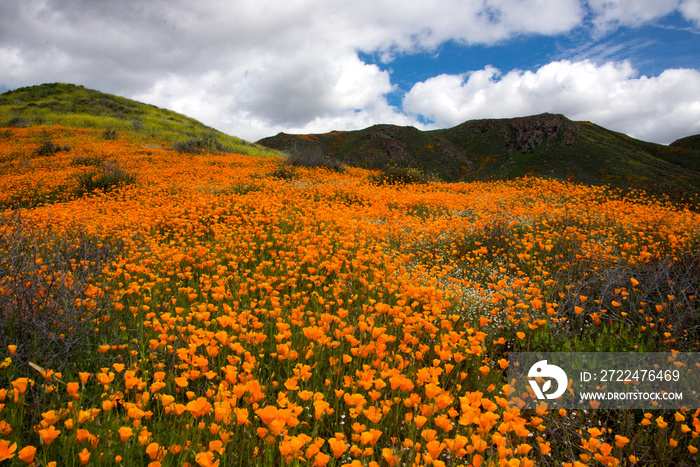 Golden poppy superbloom in Walker Canyon in southern california