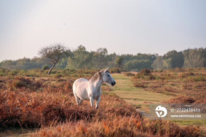 wild white stallion standing in a meadow in new forest