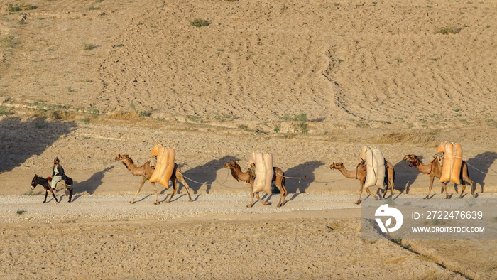 Camel caravan in the valley.