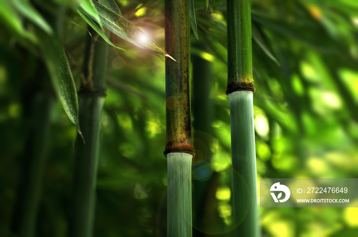 bamboo forest in sunlight