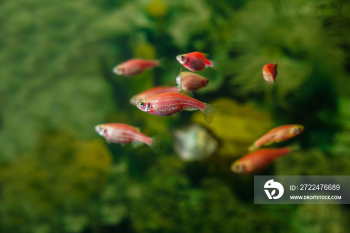 Aquarium danio zebra fish swimming underwater