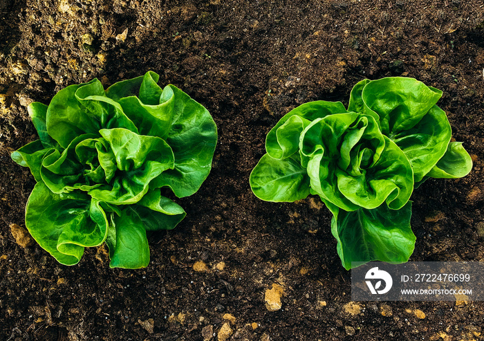 Two rich green butter lettuce salads in middle of frame and viewed from above. It is planted in yellowish brown soil. Uniform light adds dynamic and each leaf has visible structure and all details.