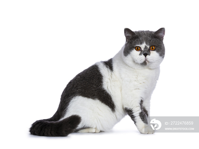 Big blue with white and bright orange eyes male British Shorthair cat sitting side ways and tail beside body isolated on white background looking at camera