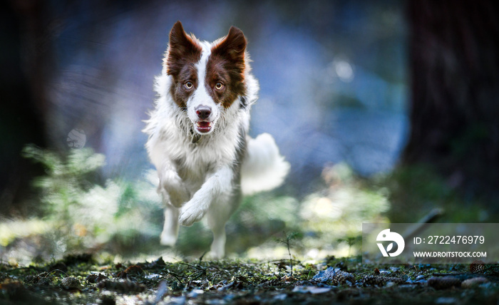 Beautiful dog border collie jump in deep forest. Fast speed run photo of happy dogs front view.