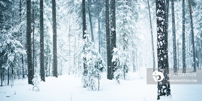 View of winter forest with fresh falling snow in Latvia