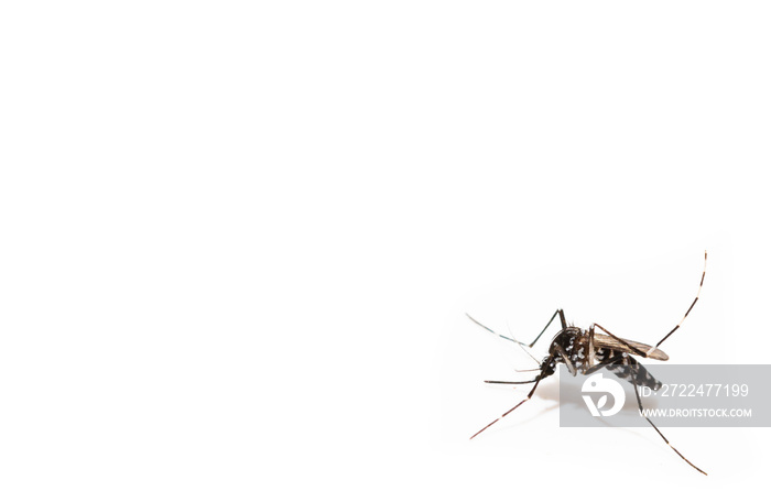 Aedes albopictus mosquito sucking blood on skin,Macro close up isolate on white background