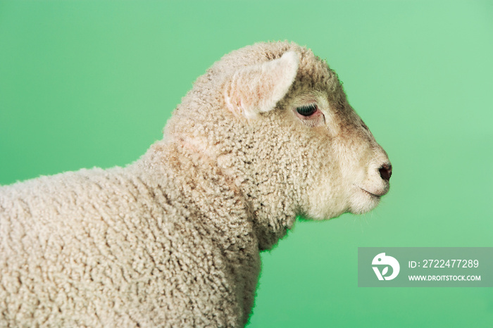 Lamb Against Green Background