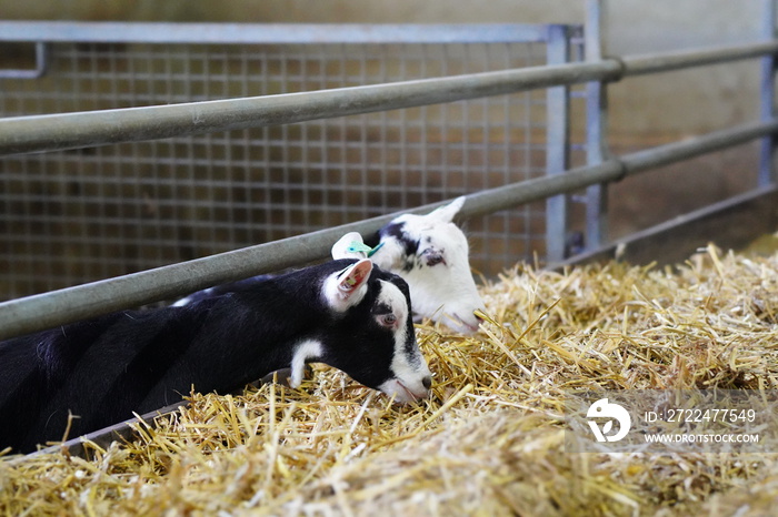 black and white goat