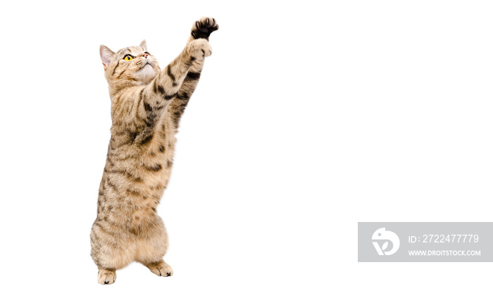 Playful cat Scottish Stright  with paws raised up isolated on white background