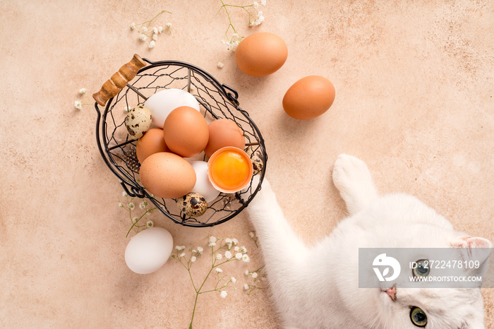 Eggs in metallic basket on beige background. White cute cat lies on the table with eggs. Top view of raw brown eggs and white eggs with copy space.