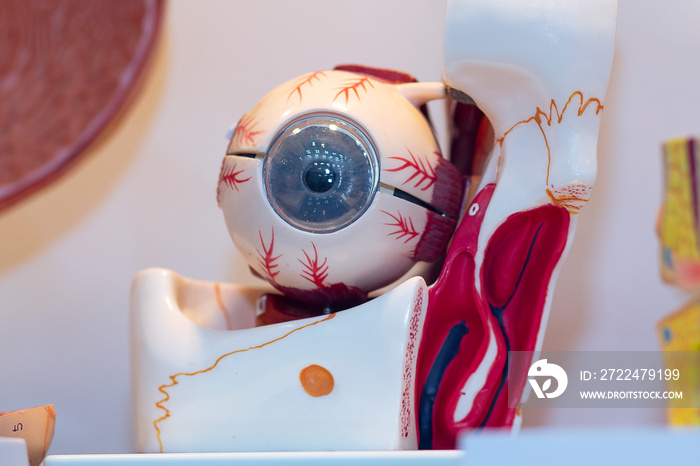 Anatomical plastic model of human eye close up