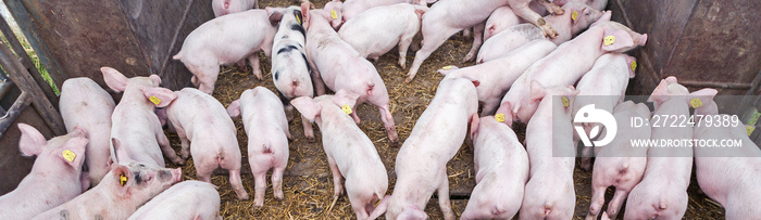 Pink pigs on the farm. Swine at the farm. Meat industry. Pig farming to meet the growing demand for meat.