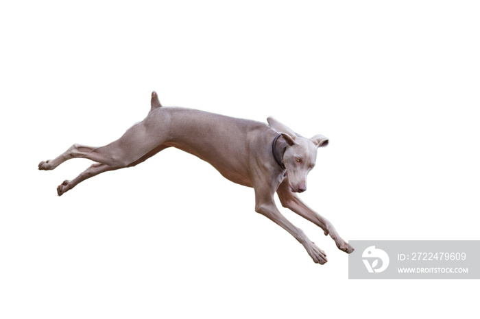 Side view of a funny jumping weimaraner dog on  a white background.