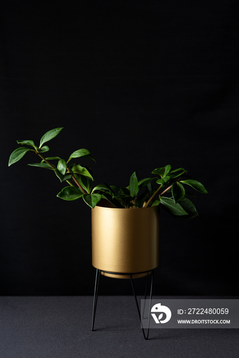 Peperomia or radiator plant in golden flower pot isolated on black background. Modern interior decoration and houseplant care concept.