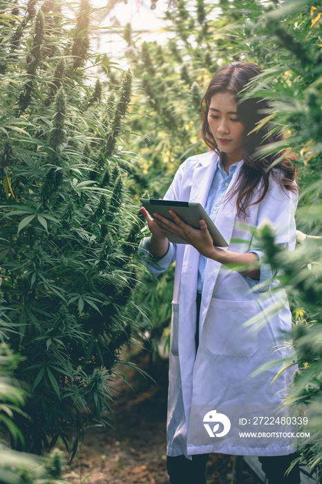 Scientists examine and analyze cannabis plants, sign results with laptops in greenhouses, alternative medicine concepts, herbs, CBD oil, pharmaceutical industry.