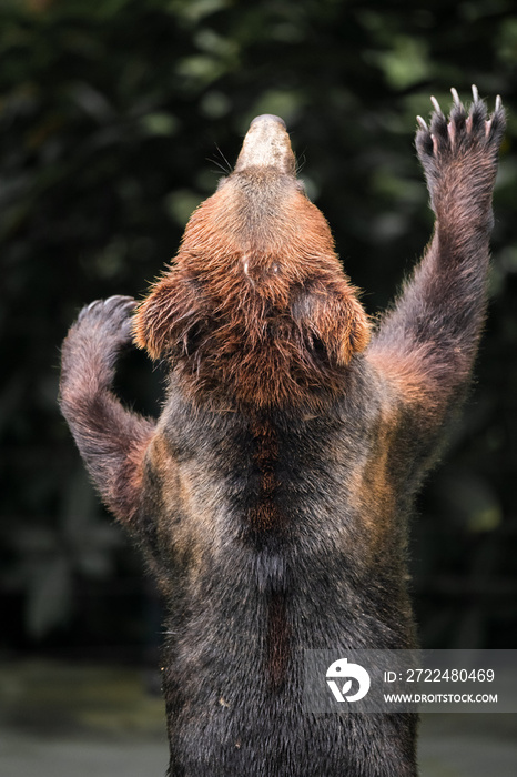A standing bear waves its hands