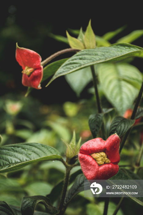 Hot lips plant, Psychotria elata, in bloom in Costa Rica