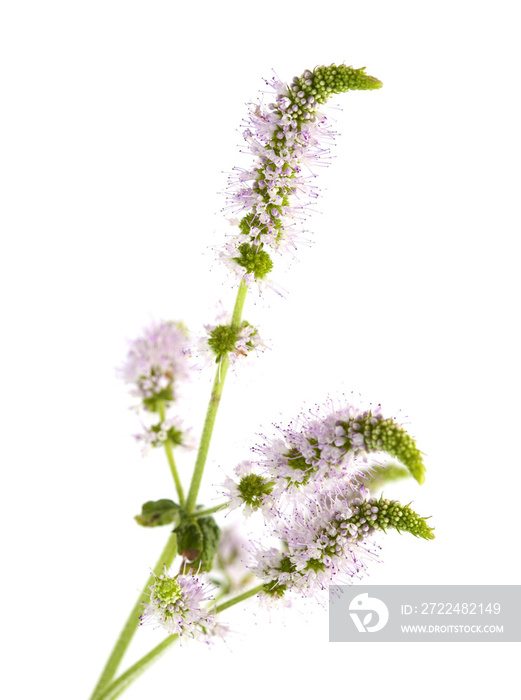 flowering mint isolated