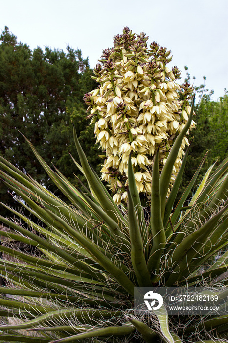 Banana Yucca in Organ Mountains Desert Peaks National Monument in New Mexico