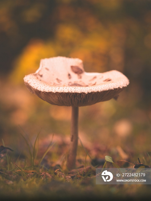 Pilz mit herbstlichem Bokeh