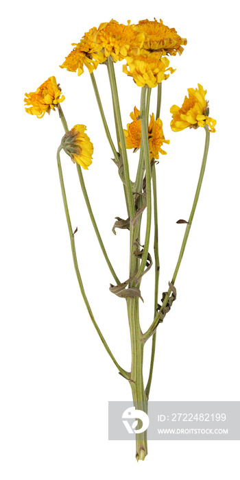 Dried small yellow chrysanthemum