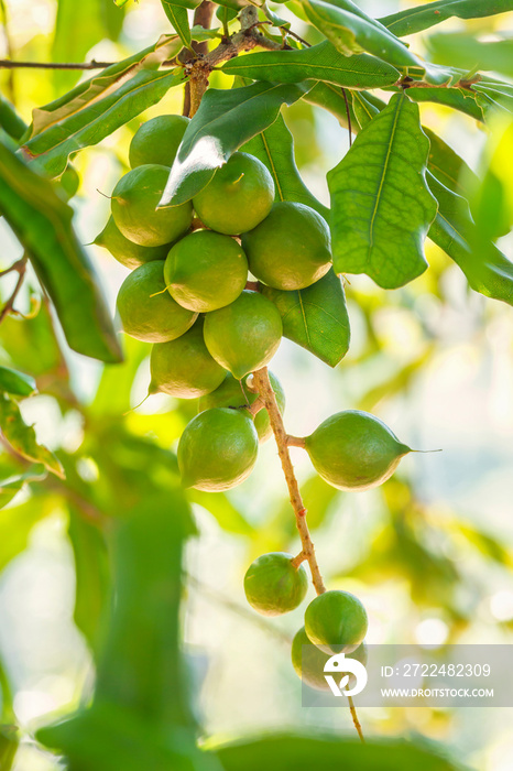 Cluster of fresh macadamia nuts hanging on its tree at fruit plantation