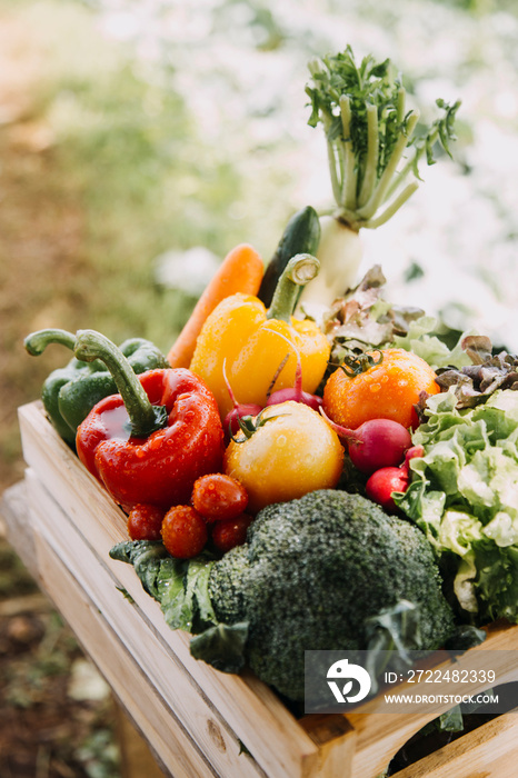 female farmer working early on farm holding wood basket of fresh vegetables and tablet