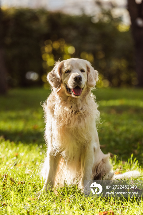 adorable golden retriever dog with tongue out sitting on grass in park