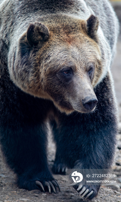 Grizzly Bear