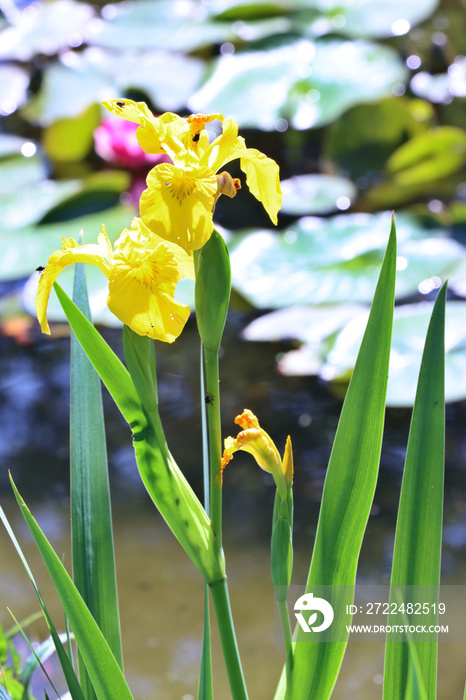 Sumpf-Schwertlilie (Iris pseudacorus) – auch Gelbe Schwertlilie