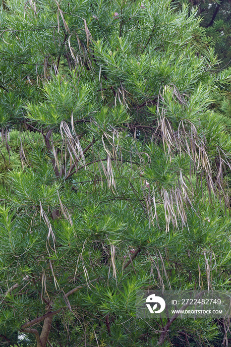 Desert willow tree (Chilopsis linearis).