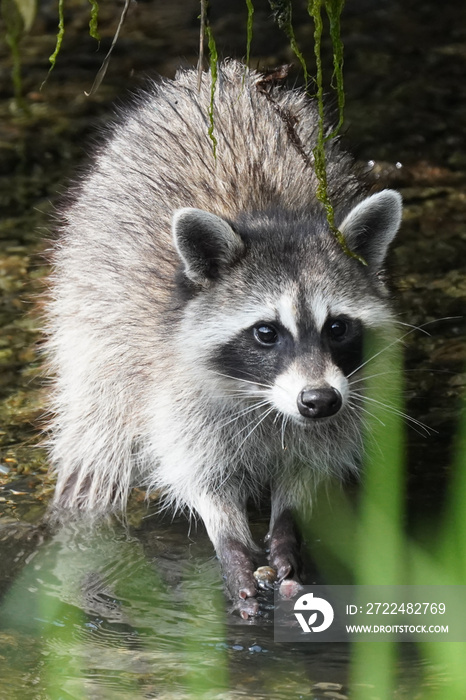 raccoon in the forest