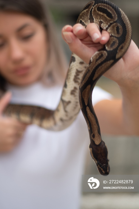 Closeup of python snake held by the young woman