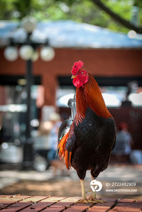 Rooster in Ybor